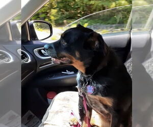 Rottweiler-Unknown Mix Dogs for adoption in Harrison, AR, USA