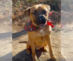Small #3 Black Mouth Cur-Boxer Mix