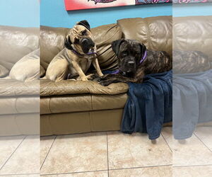 Mastiff Dogs for adoption in Goodyear, AZ, USA
