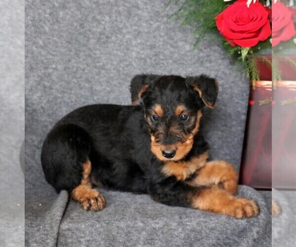 Medium Photo #2 Airedale Terrier Puppy For Sale in HOLTWOOD, PA, USA