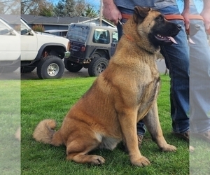 Father of the Akita-German Shepherd Dog Mix puppies born on 11/24/2023