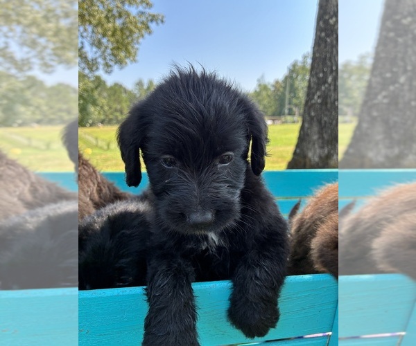 Medium Photo #3 Labradoodle Puppy For Sale in BUTLER, AL, USA
