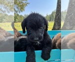 Small #2 Labradoodle