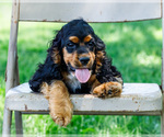 Puppy Logan Cocker Spaniel