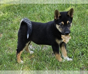 Shiba Inu Puppy for Sale in CLARK, Missouri USA