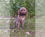 Small #1 Labrador Retriever Mix