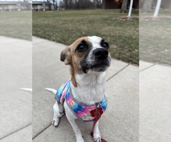 Medium Photo #14 Rat-Cha Puppy For Sale in Grafton, WI, USA