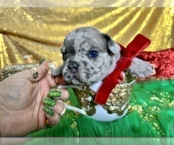 Medium Photo #26 French Bulldog Puppy For Sale in HAYWARD, CA, USA