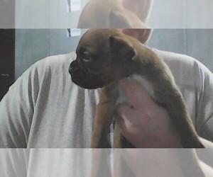Boxer Puppy for Sale in MORRISTON, Florida USA