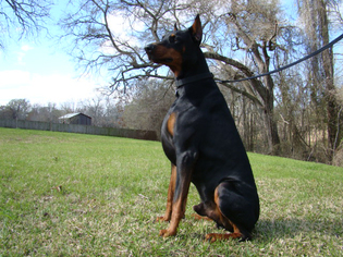 Doberman Pinscher Puppy for sale in TOMBALL, TX, USA