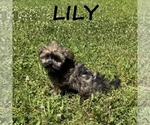 Image preview for Ad Listing. Nickname: Lily