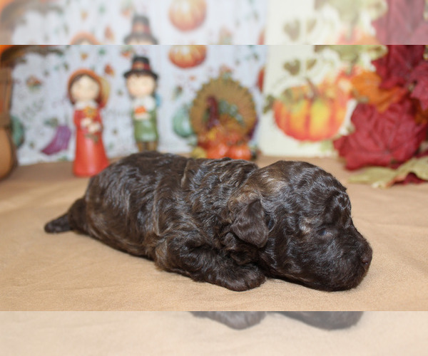 Medium Photo #3 Poodle (Toy) Puppy For Sale in CHANUTE, KS, USA