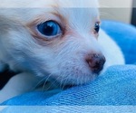 Small Photo #5 Chorkie Puppy For Sale in GREEN ACRES, FL, USA