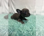 Small Photo #3 French Bulldog Puppy For Sale in CHESAPEAKE, VA, USA