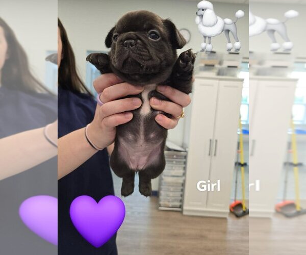 Medium Photo #1 French Bulldog Puppy For Sale in ROCK HILL, SC, USA