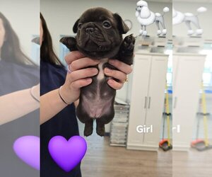 French Bulldog Puppy for sale in ROCK HILL, SC, USA