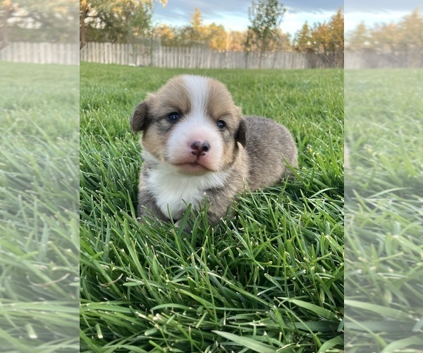 Medium Photo #1 Pembroke Welsh Corgi Puppy For Sale in SARATOGA, WY, USA