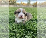 Copper - Male Pembroke Welsh Corgi Puppy for Sale - Small photo