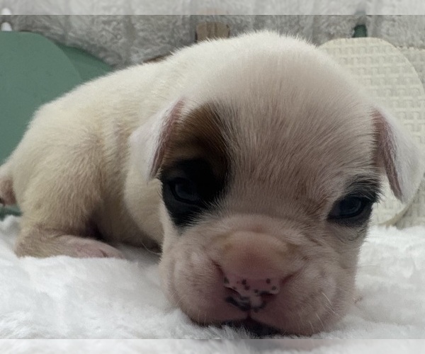 Medium Photo #8 Boxer Puppy For Sale in PAWNEE CITY, NE, USA