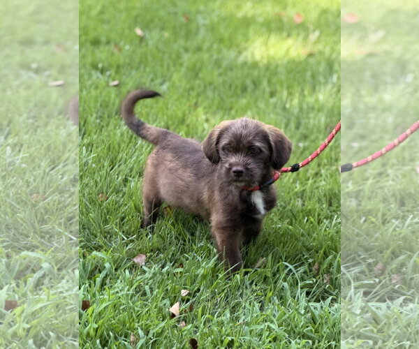 Medium Photo #1 Labrador Retriever Puppy For Sale in Yardley, PA, USA