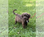 Small Labrador Retriever