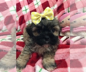 Shih Tzu Puppy for Sale in SARASOTA, Florida USA