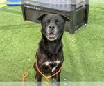 Small Labrador Retriever