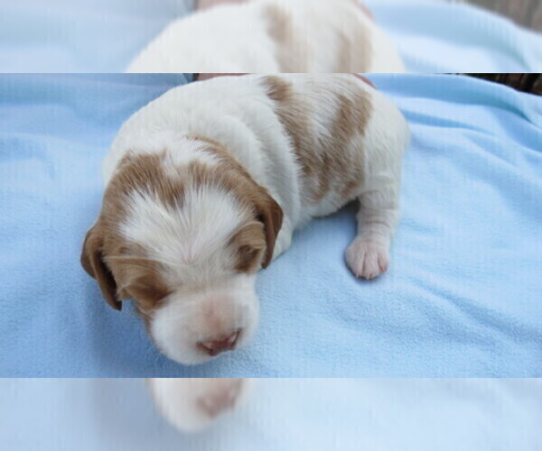 Medium Photo #9 Brittany Puppy For Sale in RIDGECREST, CA, USA