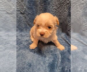 Medium Shorkie Tzu-Yorkshire Terrier Mix