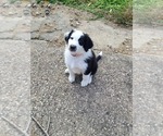 Small Photo #2 English Shepherd Puppy For Sale in NEW CASTLE, IN, USA