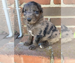 Aussiedoodle-Australian Shepherd Mix Puppy for sale in UPTON, KY, USA