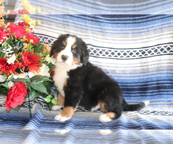 View Ad Bernese Mountain Dog Puppy for Sale near Ohio