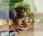 Small #1 German Shepherd Dog Mix