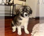 Small #2 Border Collie Mix