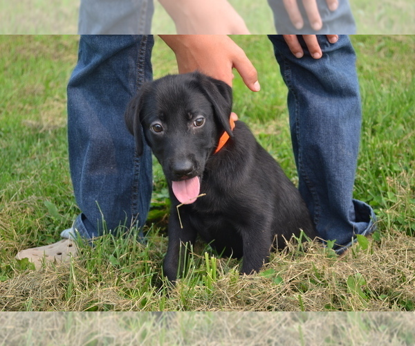 Medium Photo #3 Labrador Retriever Puppy For Sale in GREENWOOD, WI, USA