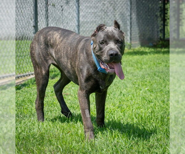 Medium Photo #1 Mutt Puppy For Sale in Easton, MD, USA