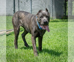 Mutt Dogs for adoption in Easton, MD, USA