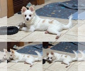 Pomimo Puppy for sale in SYRACUSE, NY, USA