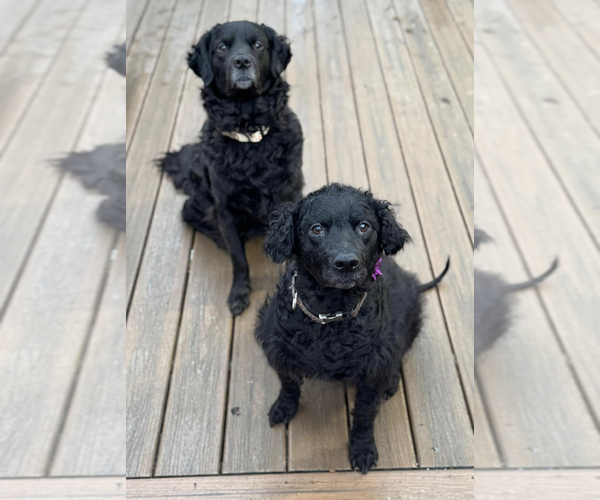 Medium Photo #1 Chesapeake Bay Retriever-Golden Retriever Mix Puppy For Sale in Anchorage, AK, USA