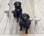 Small Chesapeake Bay Retriever-Golden Retriever Mix