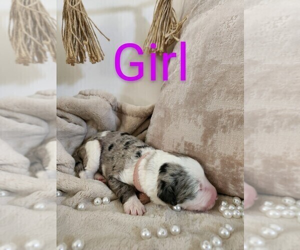 Medium Photo #120 Sheepadoodle Puppy For Sale in LEHI, UT, USA