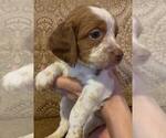 Small Photo #4 Brittany Puppy For Sale in DILLSBURG, PA, USA