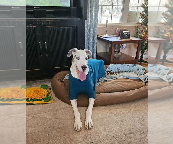 Medium Photo #2 Great Dane Puppy For Sale in Bullard, TX, USA