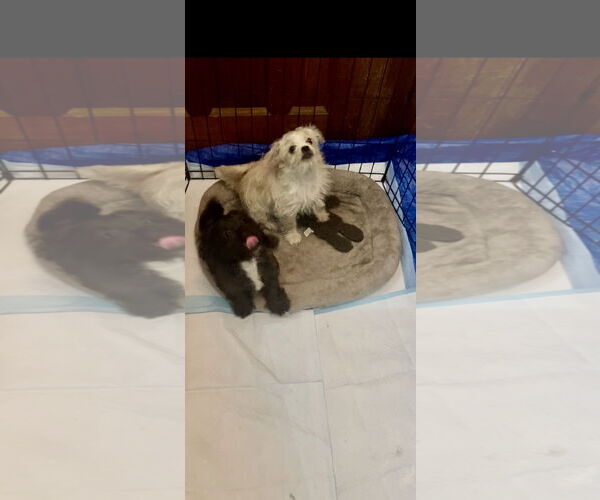 Medium Photo #6 Pug-A-Poo Puppy For Sale in Colton, CA, USA