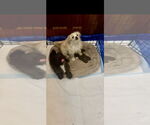 Small #5 Pug-A-Poo