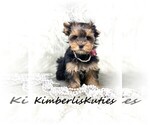 Small #2 Yorkshire Terrier