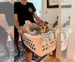 Small #11 Chihuahua