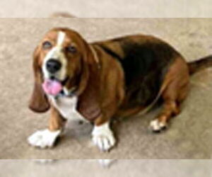 Basset Hound Dogs for adoption in Deepwater, NJ, USA