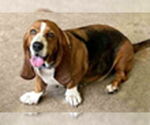 Small Basset Hound