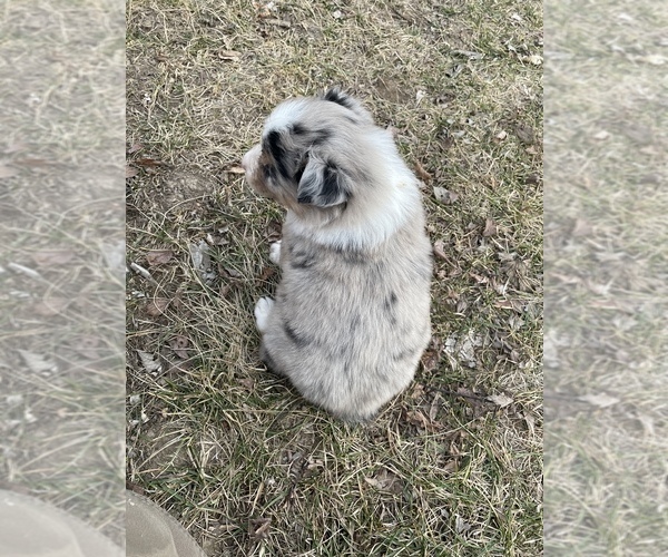 Medium Photo #4 Australian Shepherd Puppy For Sale in TOLEDO, IL, USA